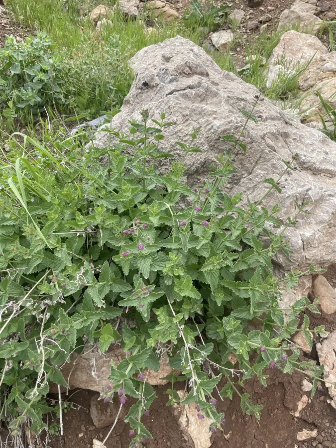 Nepeta avromanica