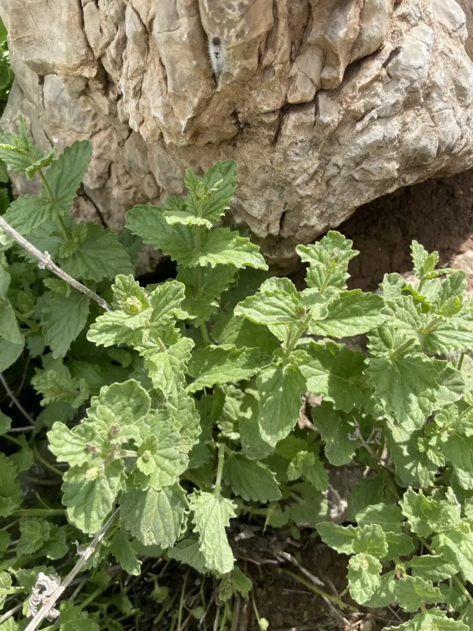 Nepeta avromanica