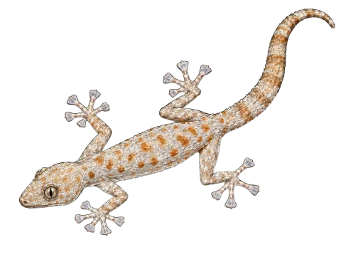 Saffin leaf-toed gecko