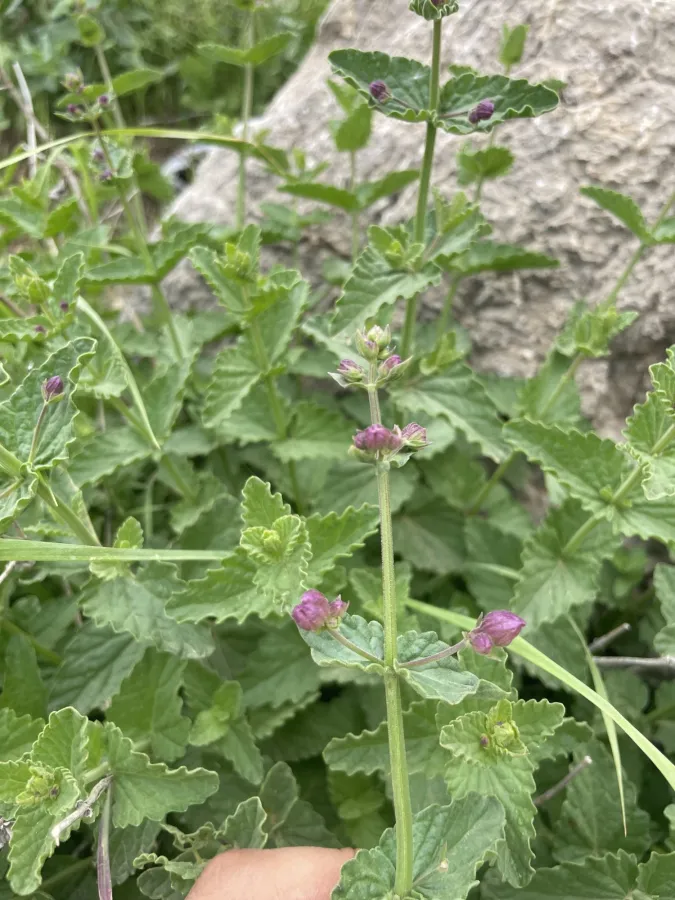 Nepeta avromanica