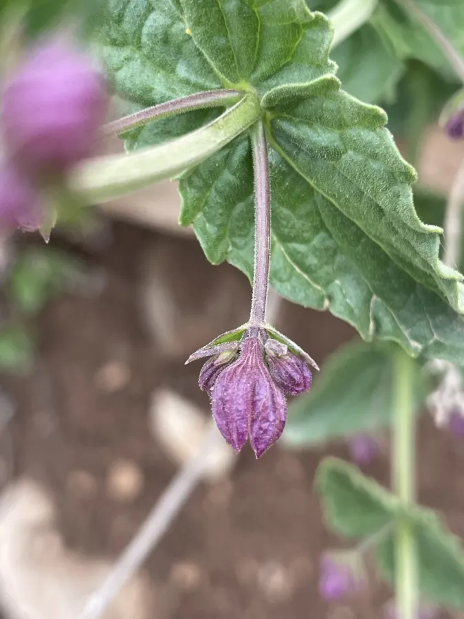 Nepeta avromanica