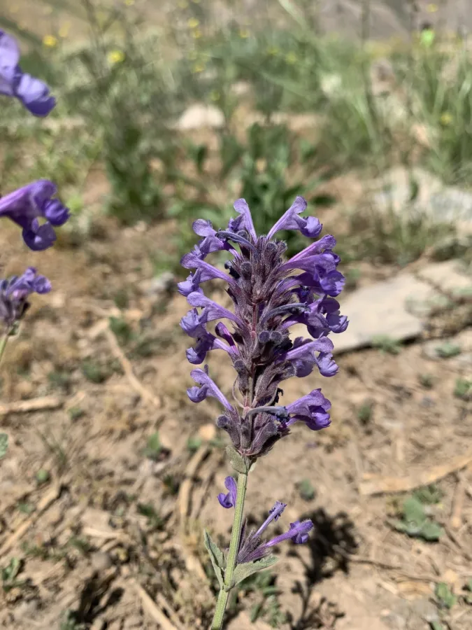 Nepeta betonicifolia