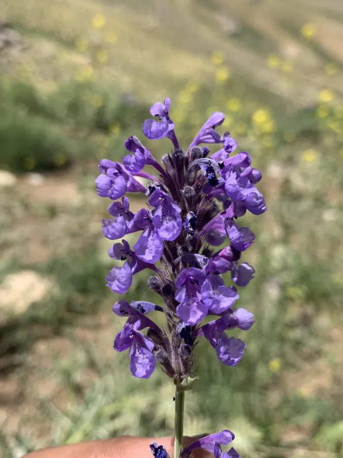 Nepeta betonicifolia
