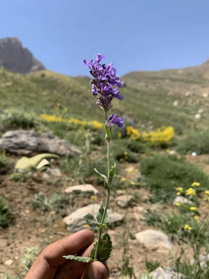 Nepeta betonicifolia