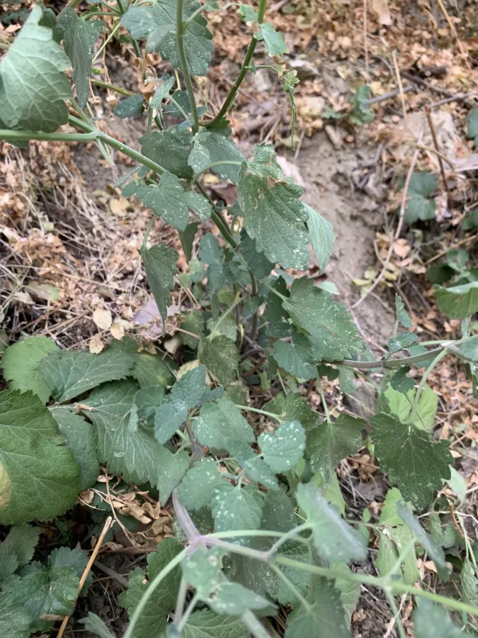 Nepeta cataria