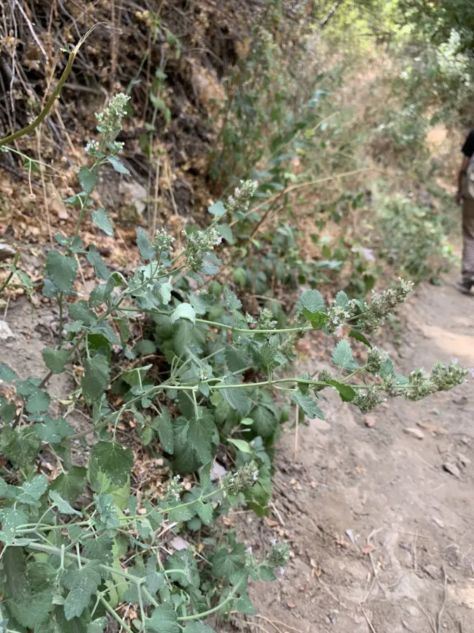 Nepeta cataria