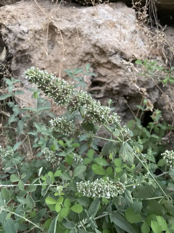 Nepeta cataria