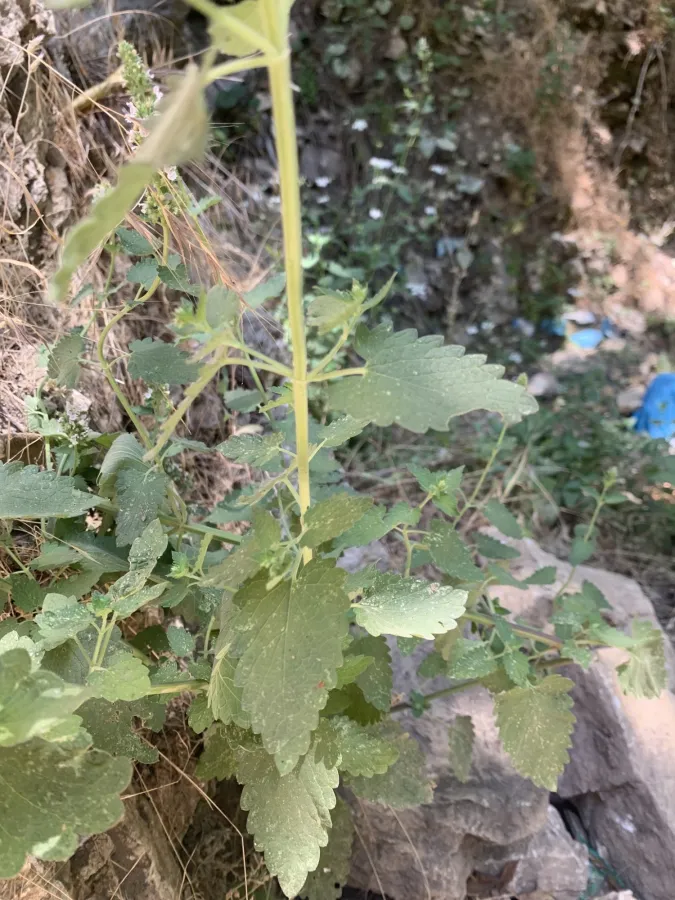 Nepeta cataria