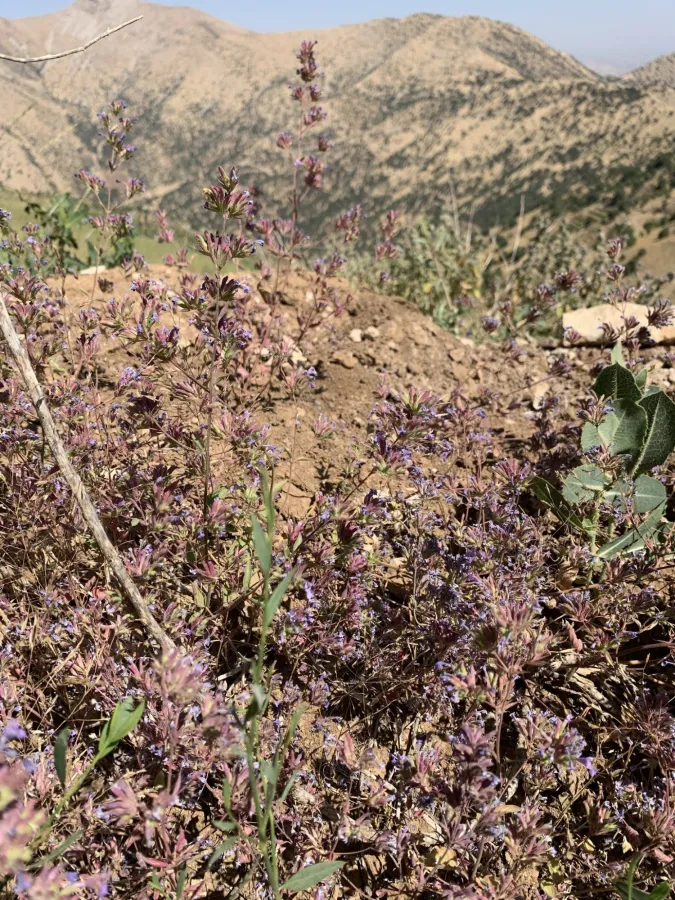Nepeta humilis