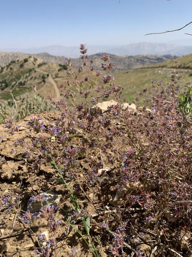 Nepeta humilis