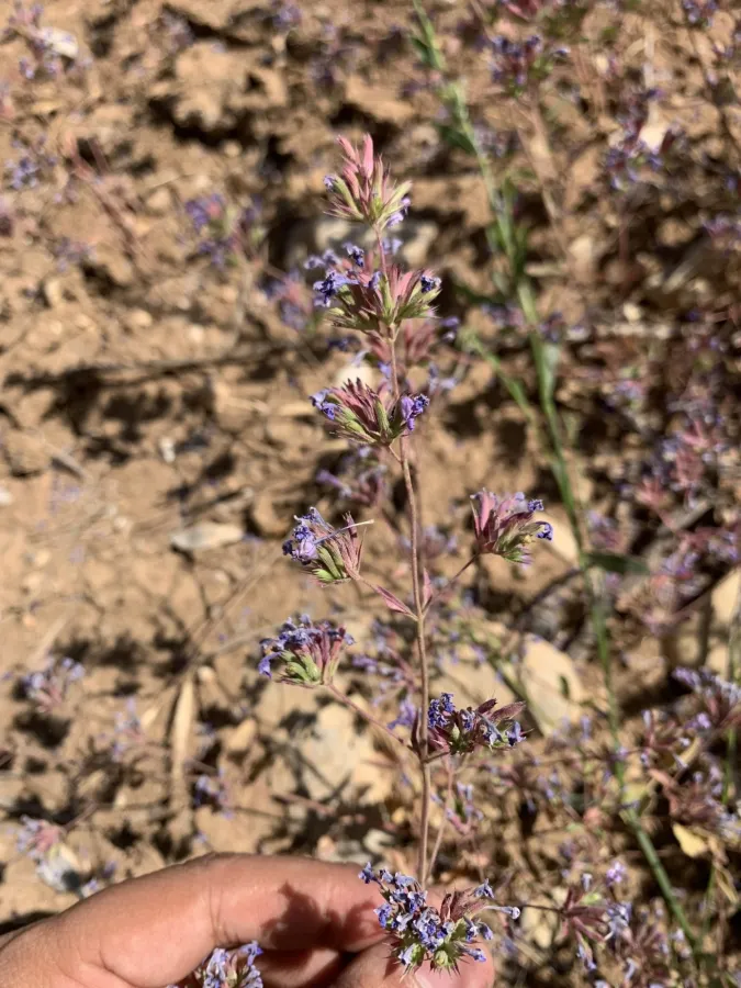 Nepeta humilis