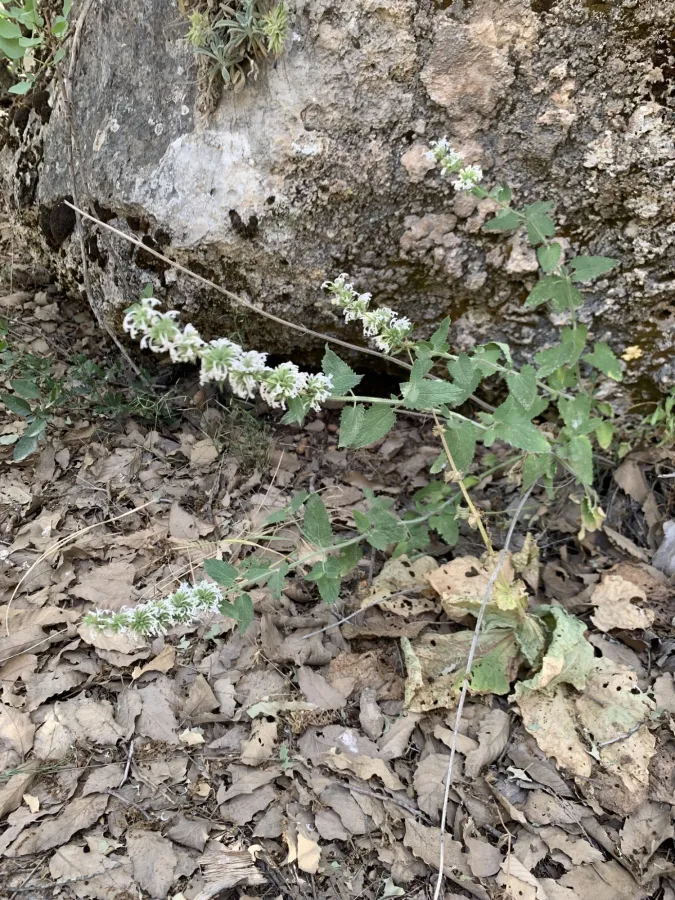 Nepeta italica