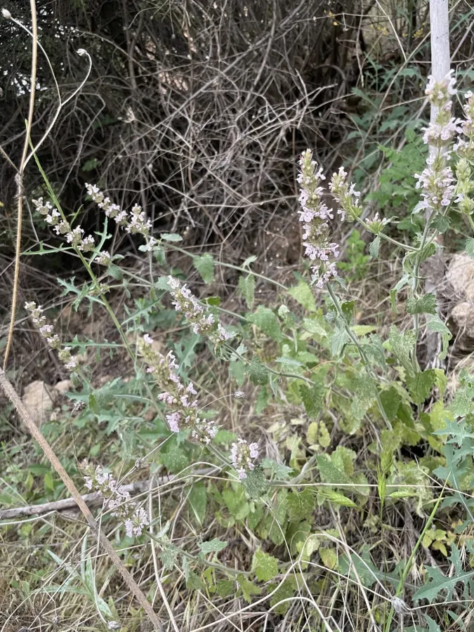 Nepeta italica