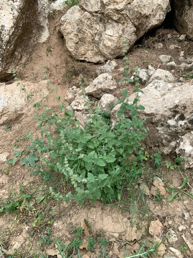 Nepeta italica
