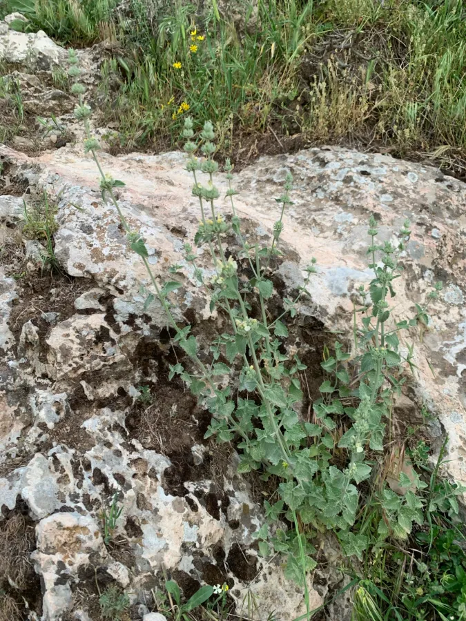Nepeta italica