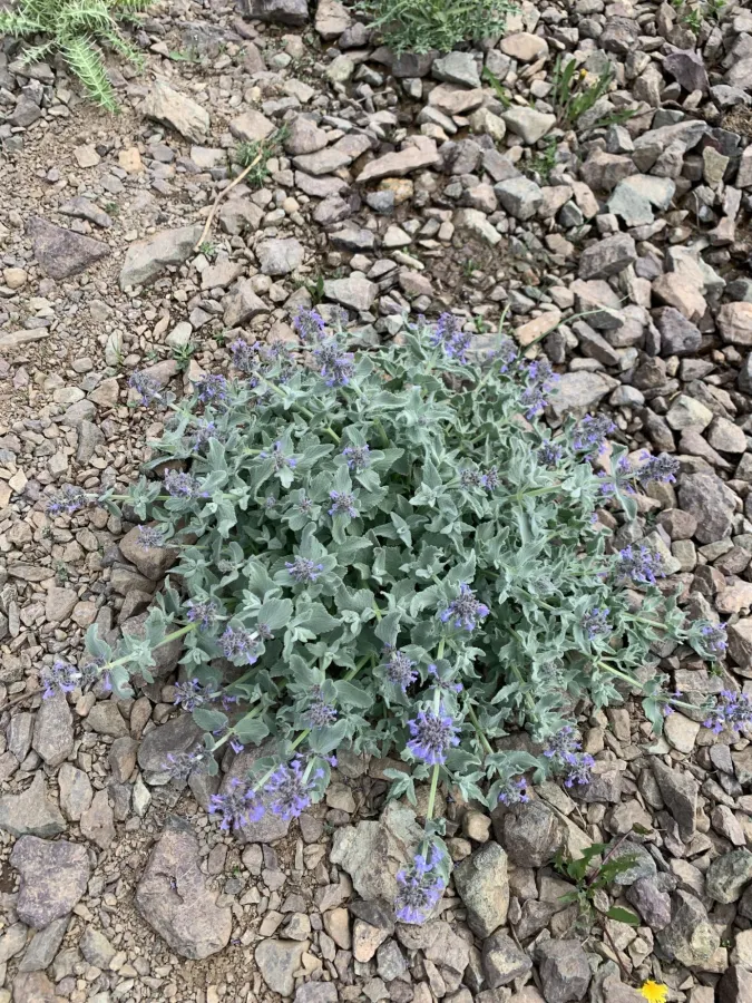 Nepeta ludlow-hewittii