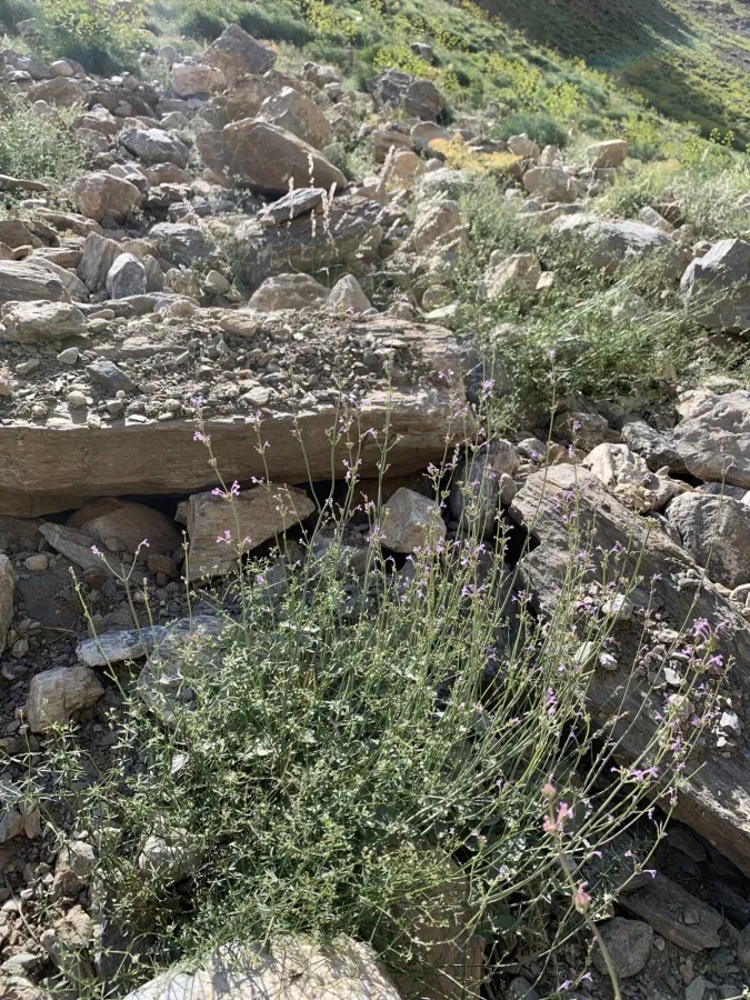 Nepeta macrosiphon