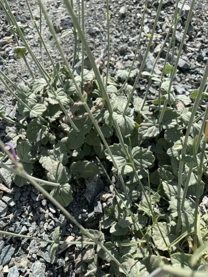 Nepeta macrosiphon
