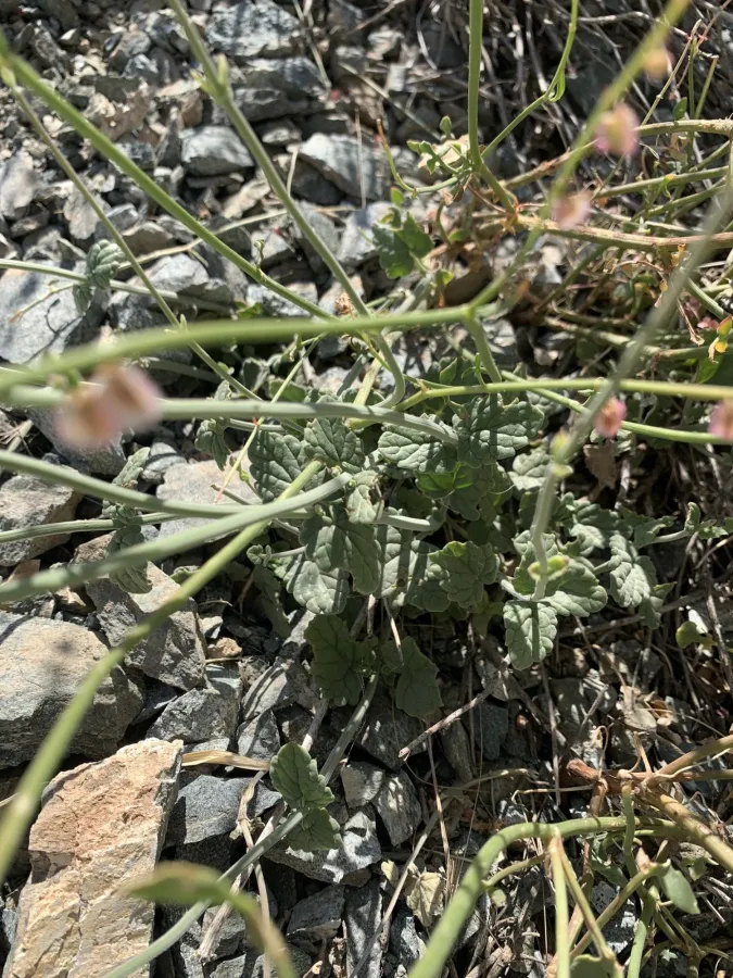 Nepeta macrosiphon