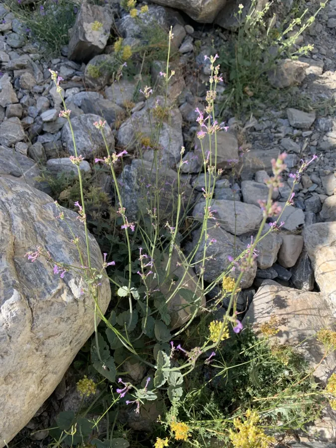 Nepeta macrosiphon
