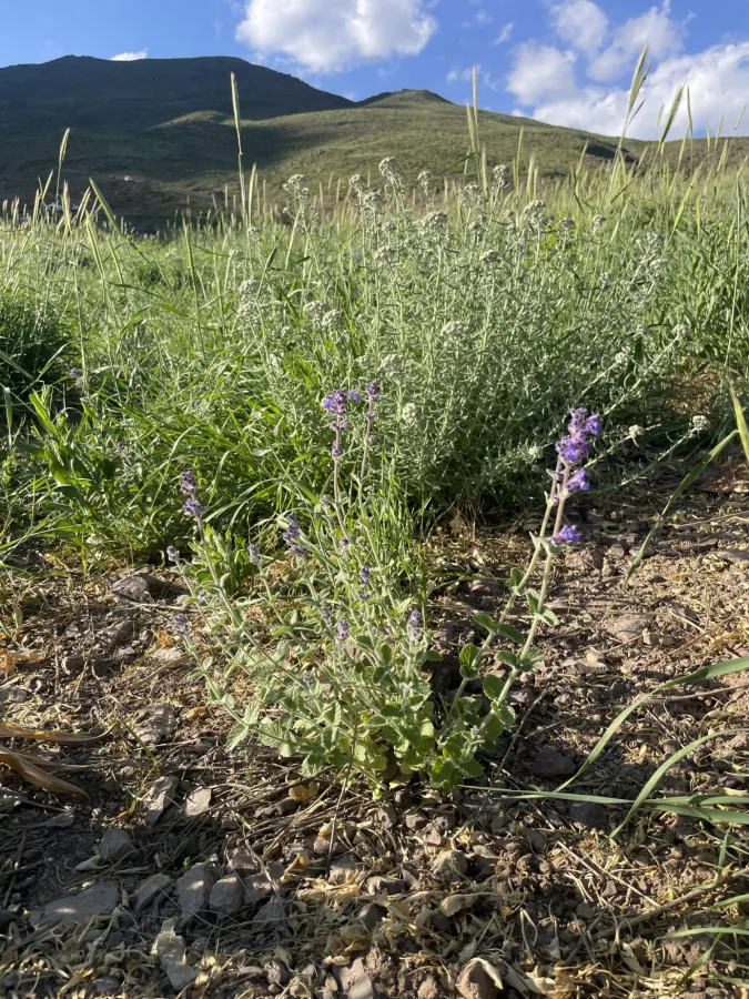 Nepeta racemosa