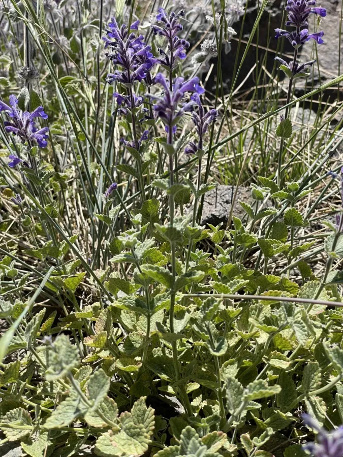Nepeta racemosa