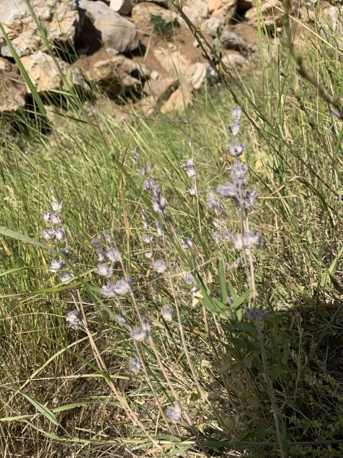 Nepeta racemosa