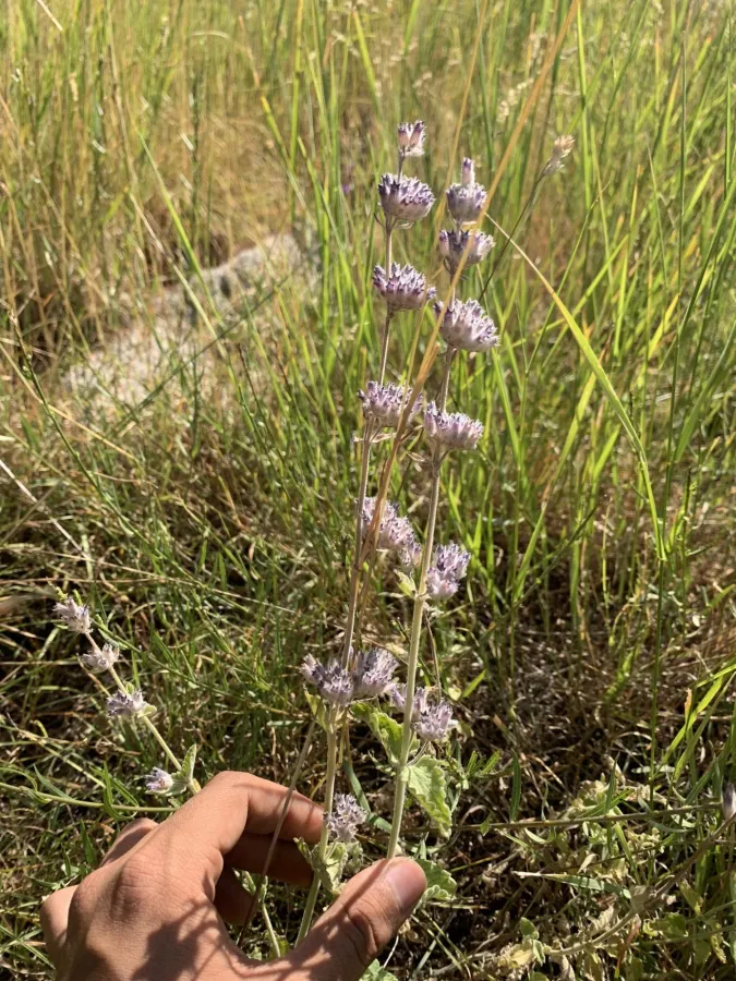 Nepeta racemosa