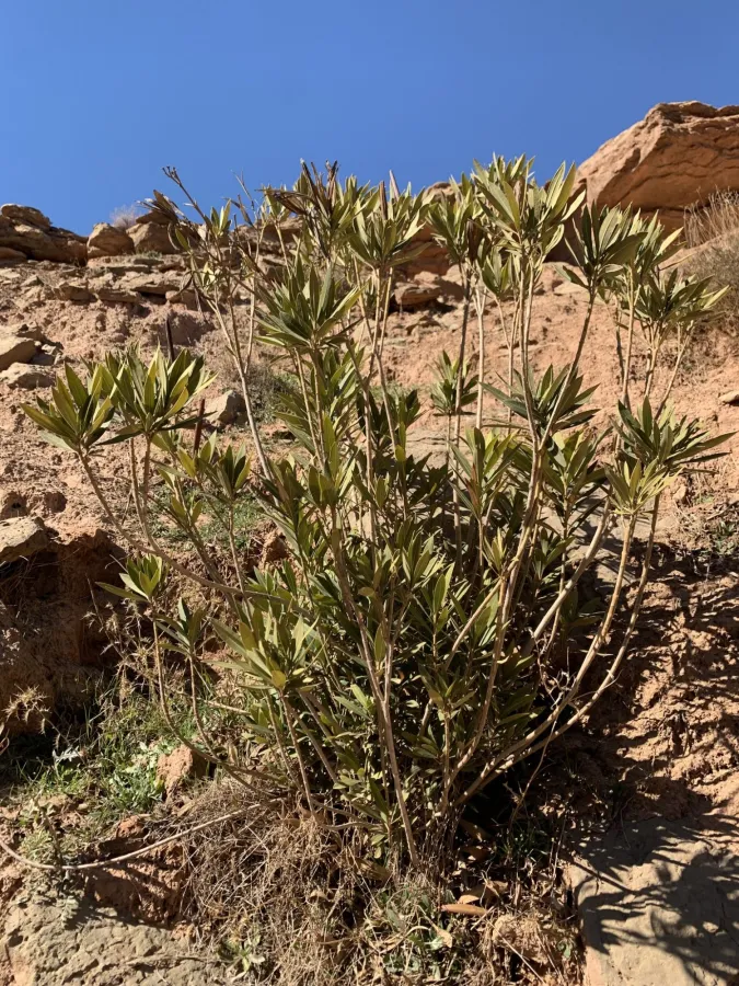 Nerium oleander
