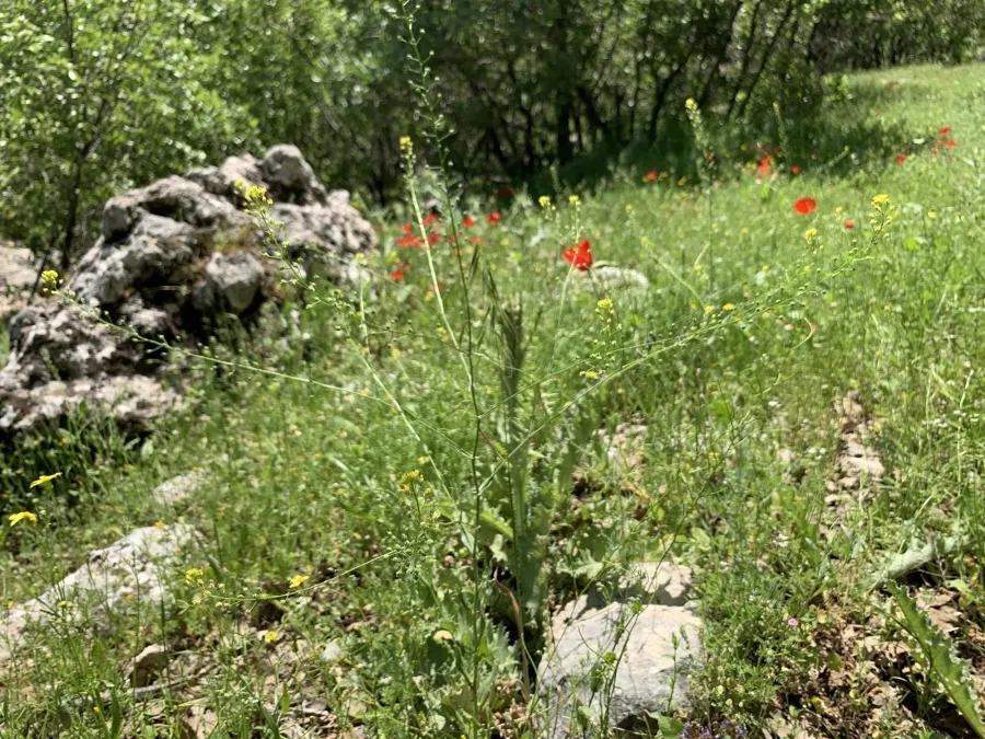 Neslia paniculata