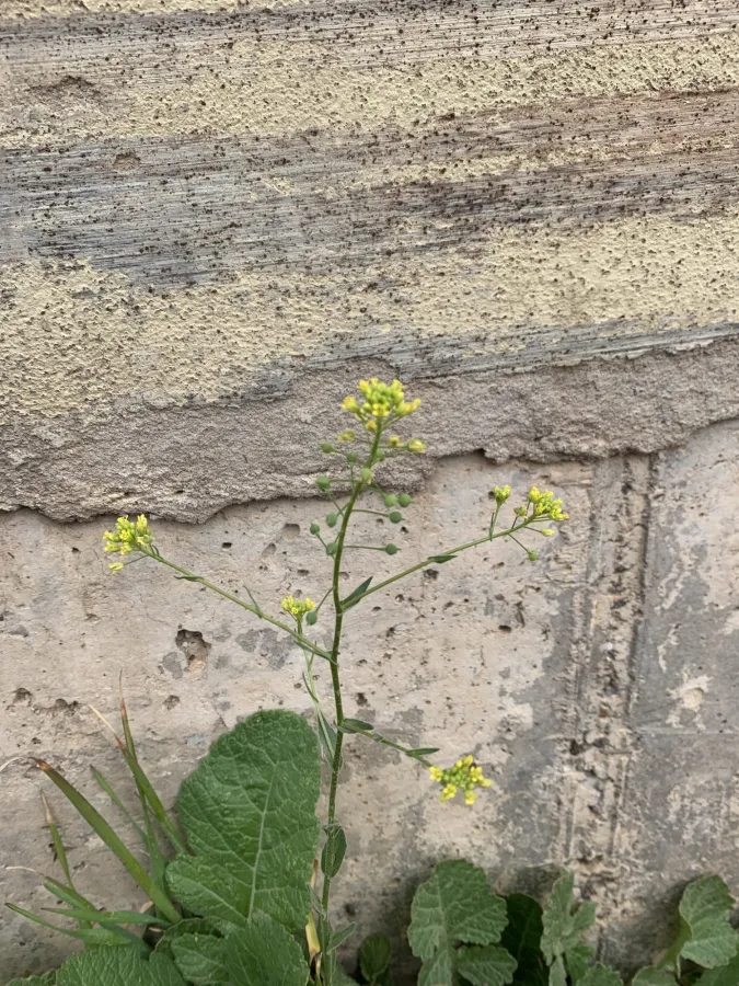 Neslia paniculata