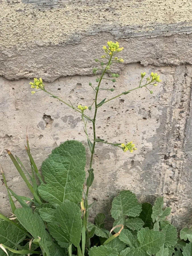 Neslia paniculata