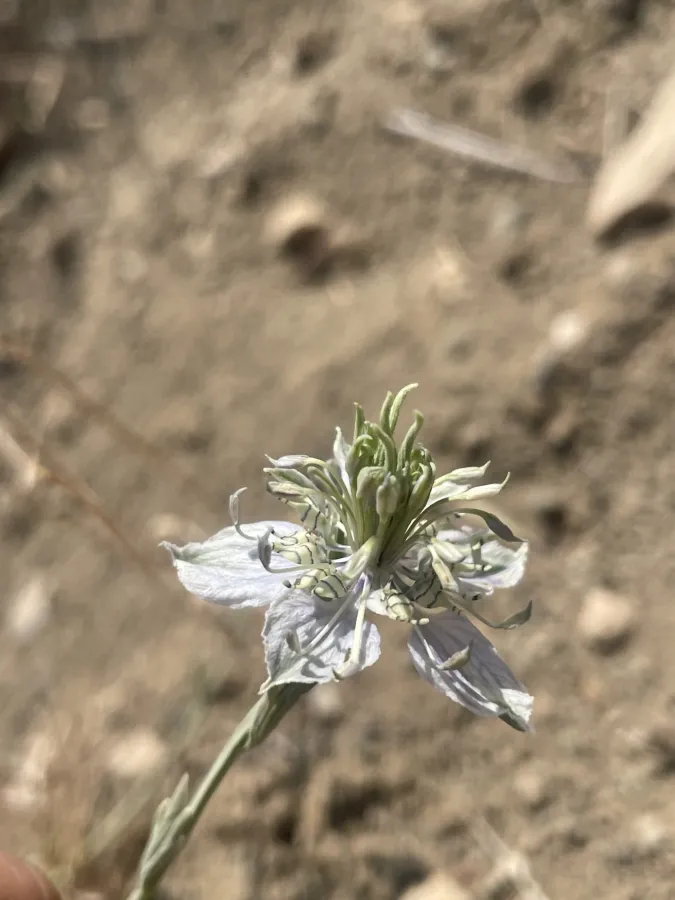 Nigella arvensis