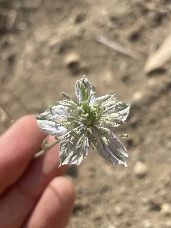 Nigella arvensis