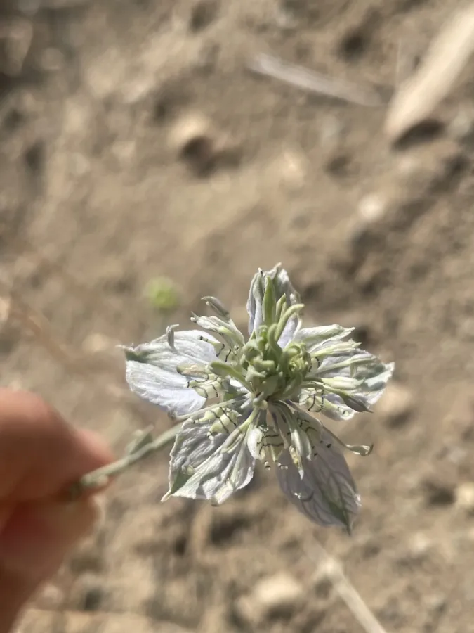 Nigella arvensis