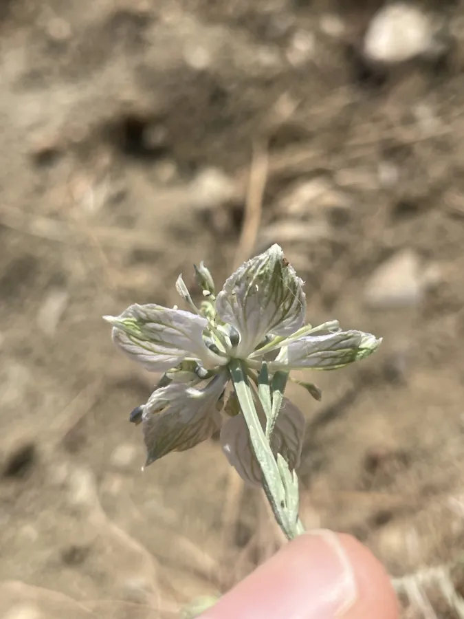 Nigella arvensis