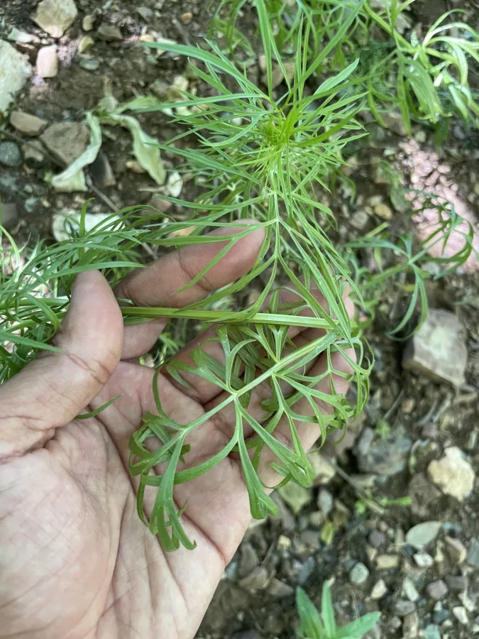 Nigella oxypetala