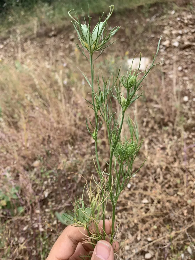 Nigella oxypetala