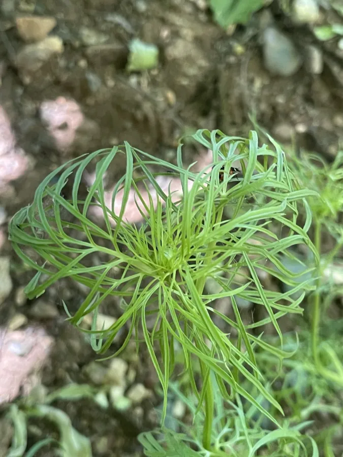 Nigella oxypetala