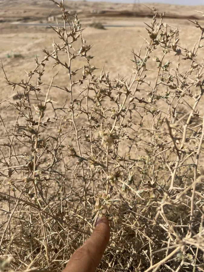 Noaea mucronata