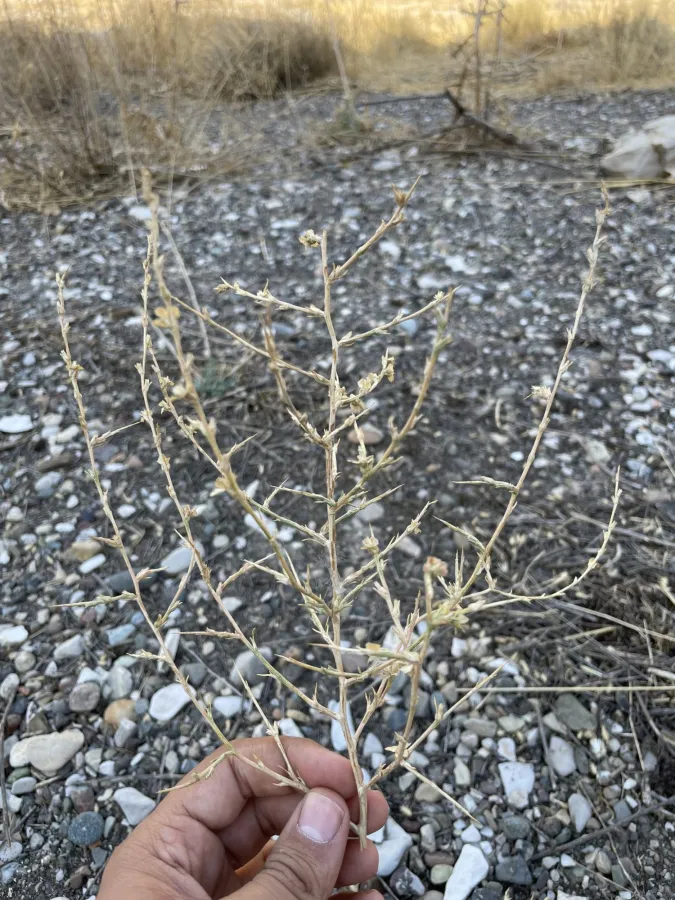 Noaea mucronata