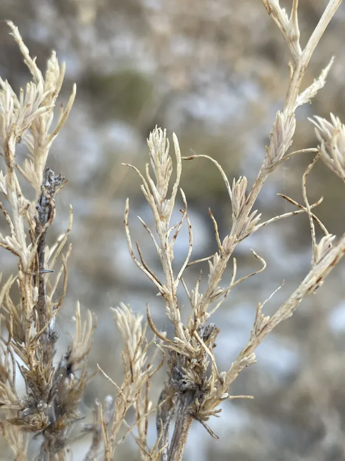 Noaea mucronata