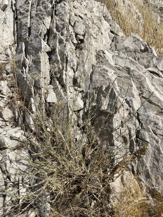Noaea tournefortii