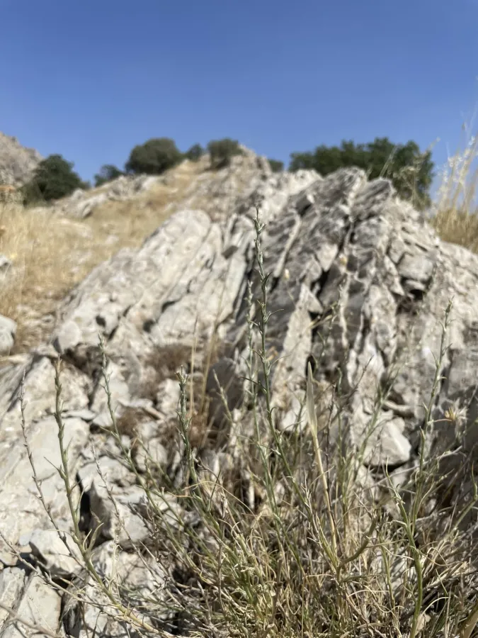 Noaea tournefortii