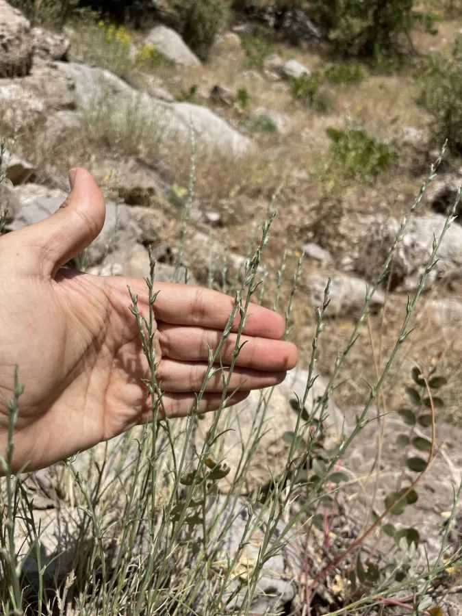 Noaea tournefortii