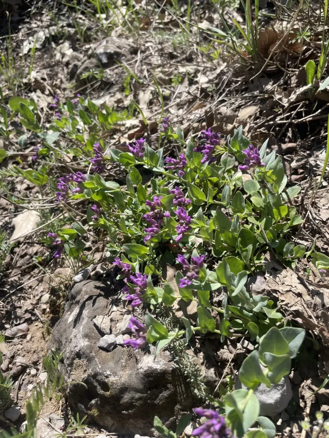 Noccaea papyracea