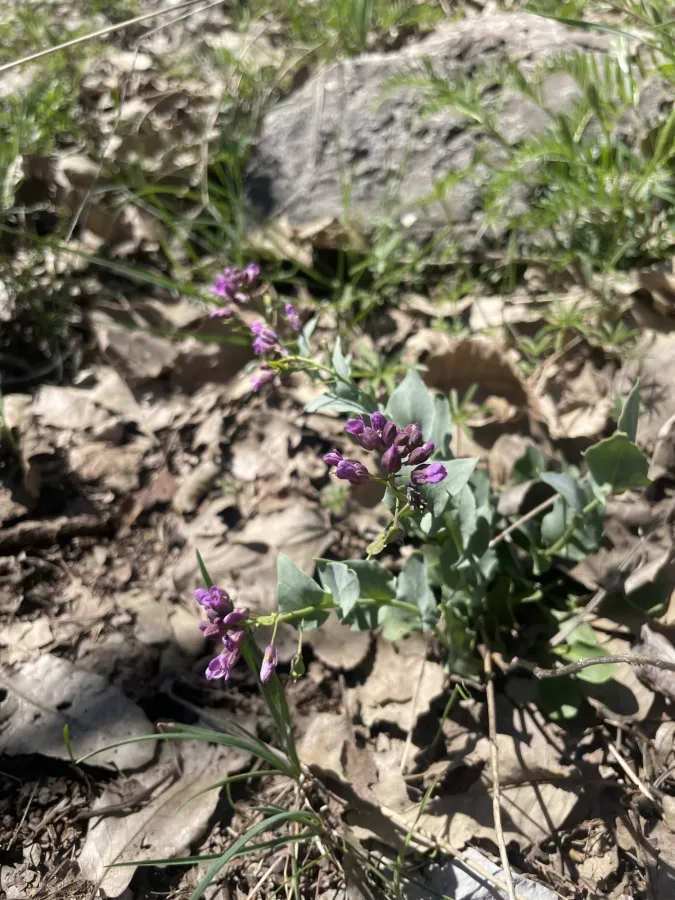 Noccaea papyracea