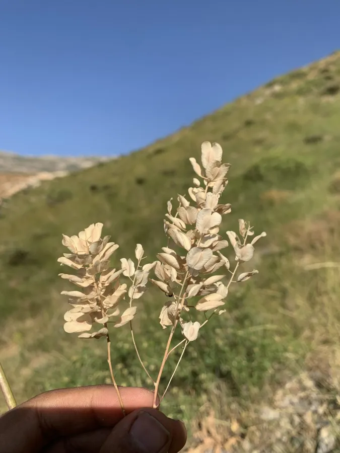 Noccaea platycarpa