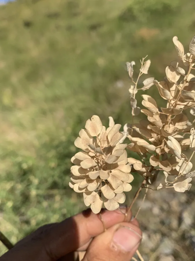 Noccaea platycarpa