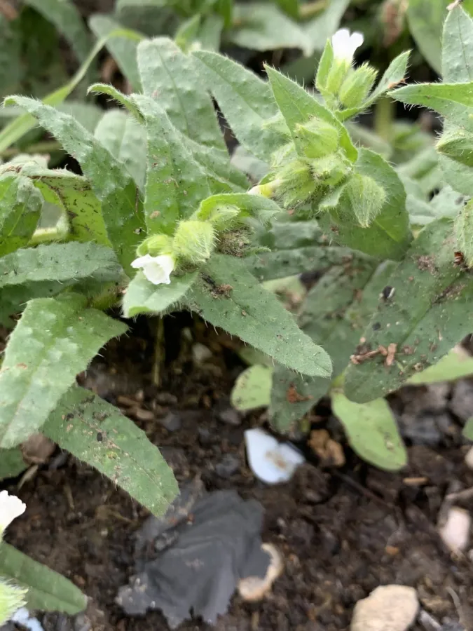 Nonea echioides